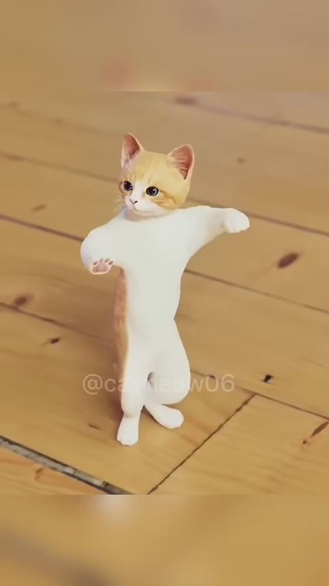 Cat dance -SkoleToon's