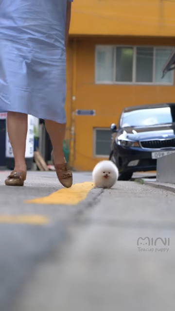 Cute white miniteacup Pomeranian puppy video-SkoleToon's