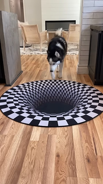 Dogs funny reaction to entering optical illusion rug! #shorts -SkoleToon's
