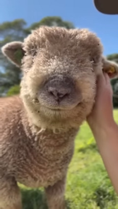 Too Cute to Handle: Baby Animal ???-SkoleToon's